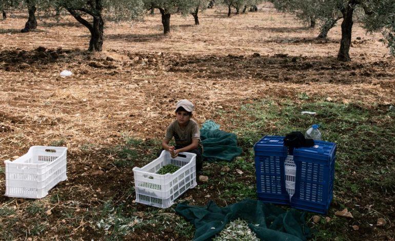 La Récolte des Olives au Liban Sous Tensions