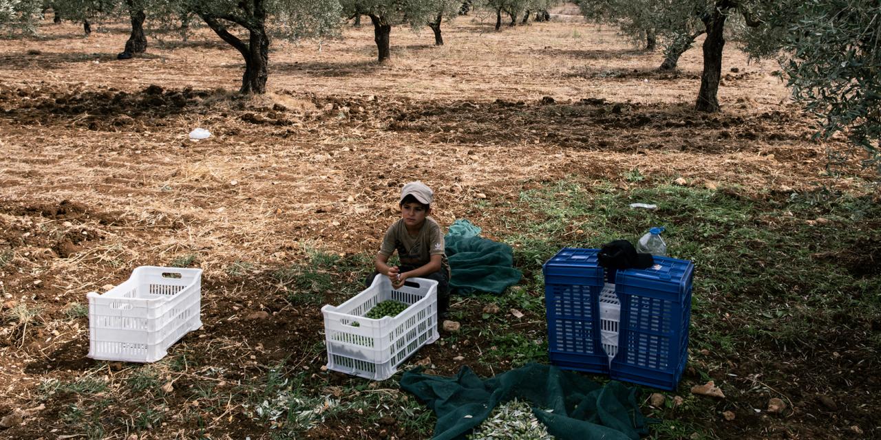 La Récolte des Olives au Liban Sous Tensions