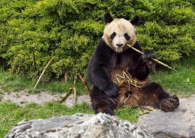 Le retour des pandas au ZooParc de Beauval