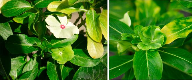 La vie cachée des plantes