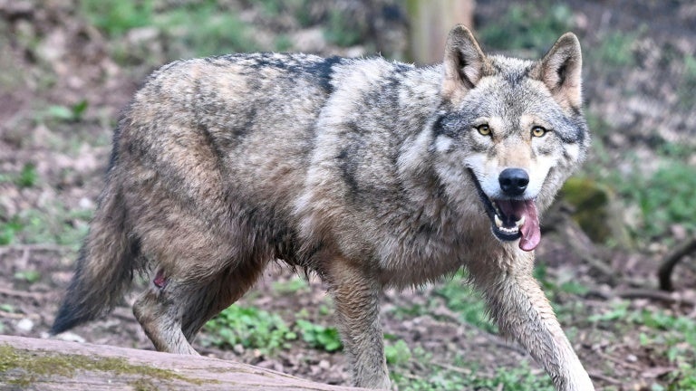 Augmentation du quota d&rsquo;abattage de loups en France pour 2026