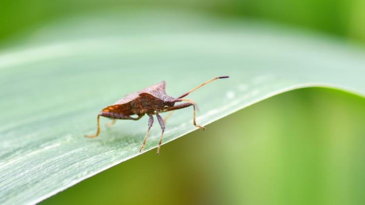 Comment se débarrasser des punaises diaboliques à l&rsquo;automne